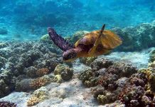 Local Community Assists Sea Turtle Conservation Watamu Marine Park