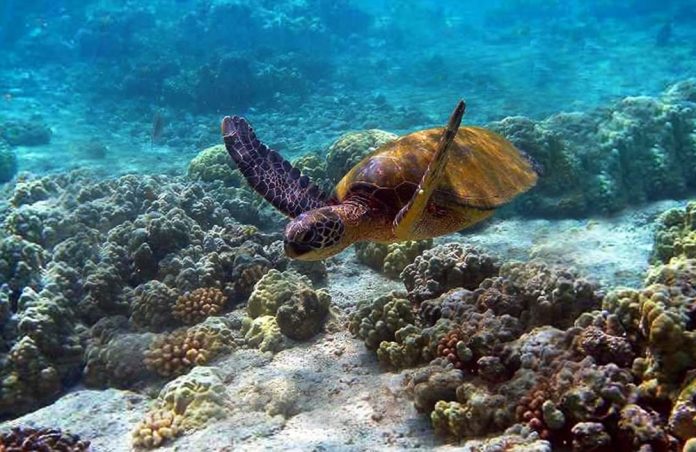 Watamu Marine Park