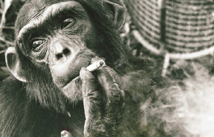 Sebastian - Nairobi's Chimpanzee