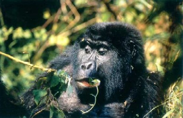 Mgahinga Mountain Gorilla