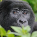 bwindi-mountain-gorilla