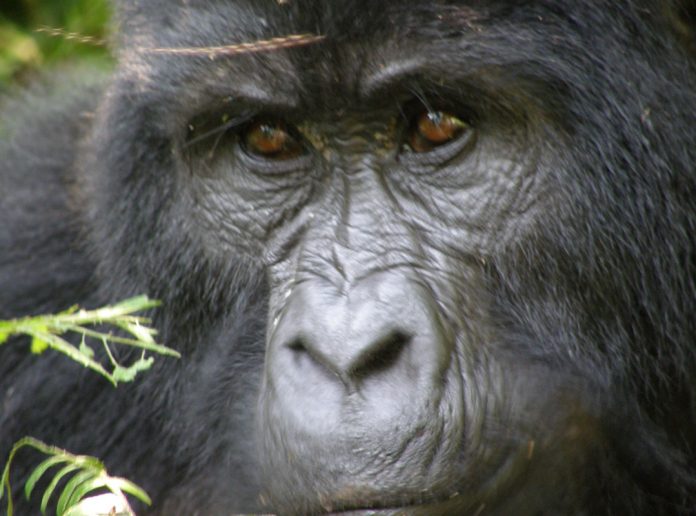 Bwindi Mountain Gorilla