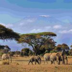 amboseli-wildlife