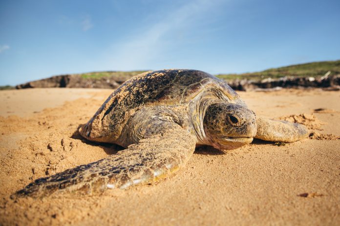 Turtle in Kenya