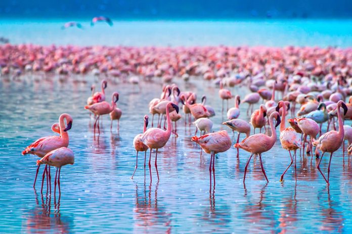 lake-nakuru-flamingo Lake Nakuru Flamingo