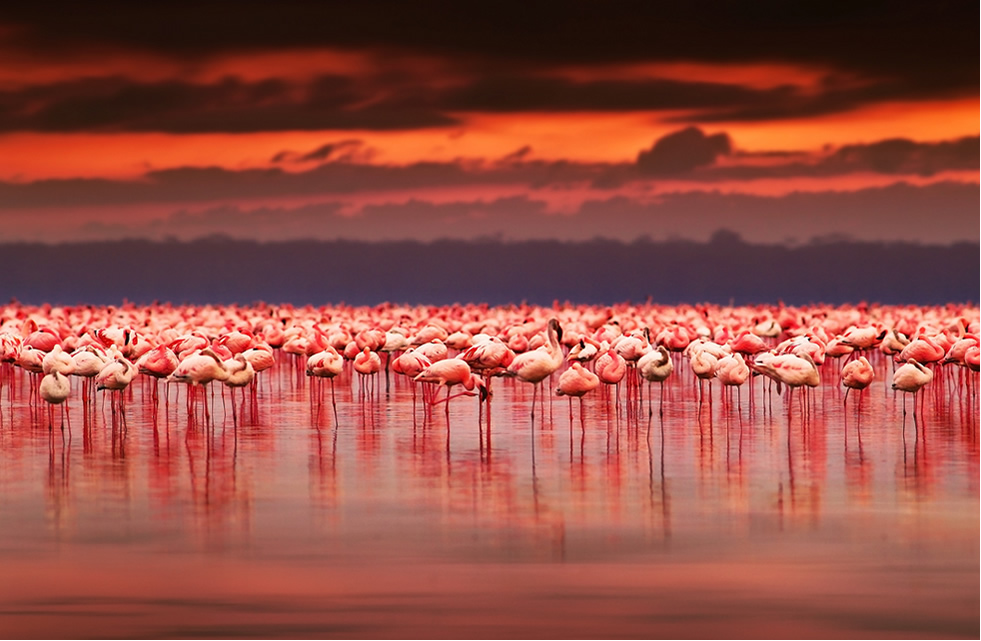Nakuru Flamingoes