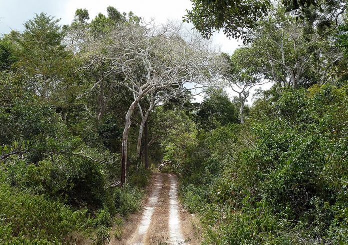 Arabuko Sokoke Forest