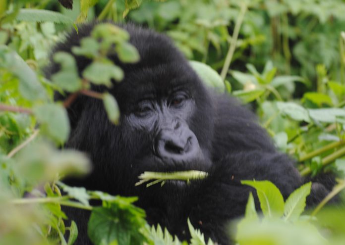 Mountain Gorilla in Bwindi