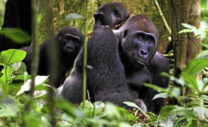 Cross River Gorillas