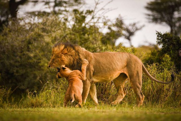 Lions in Kenya