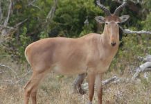 Let Us Save the Hirola, the World’s Rarest Antelope Hirola Antelope