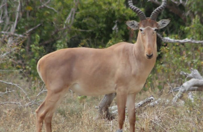Hirola Antelope