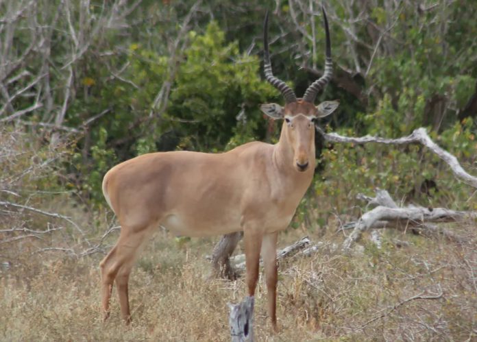 Hirola Antelope