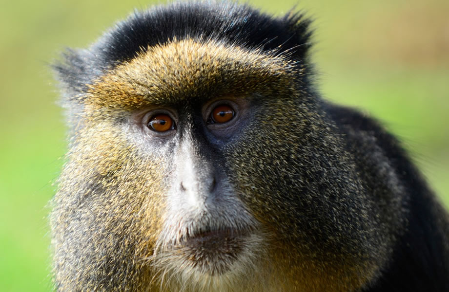 Golden Monkeys in Rwanda