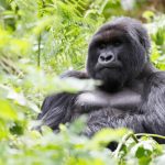 gorilla-trekking-rwanda