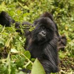 volcanoes-gorilla-trekking