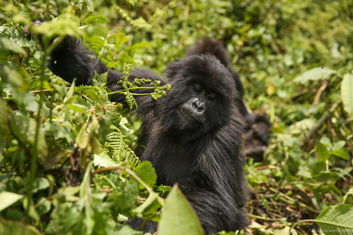 Gorilla Trekking in the Volcanoes