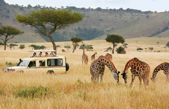 african-wildlife-safari African Wildlife Safari