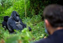 Planning a Gorilla Safari for your Family Gorilla Tour