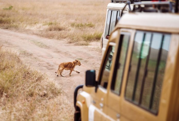 africa-safari-tips Africa Safari Tips