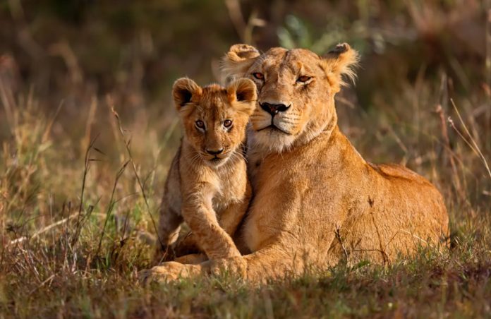 Kenya Safari Lions