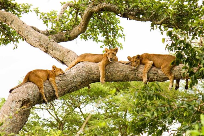 tree-climbing-lions-ishasha The Tree Climbing Lions of Ishasha