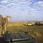 africa-wildlife