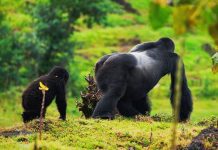 All About Gorillas Alpha Mountain Gorilla