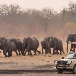 africa-safari-web