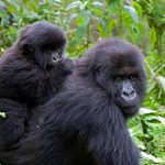 bwindi-gorilla