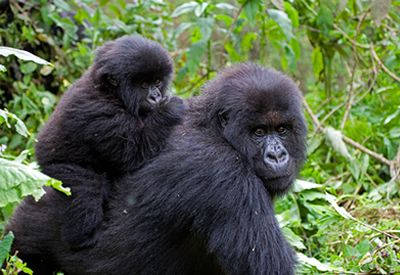Bwindi Mountain Gorilla