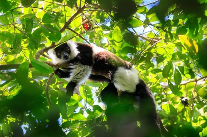 Madagascar Lemurs