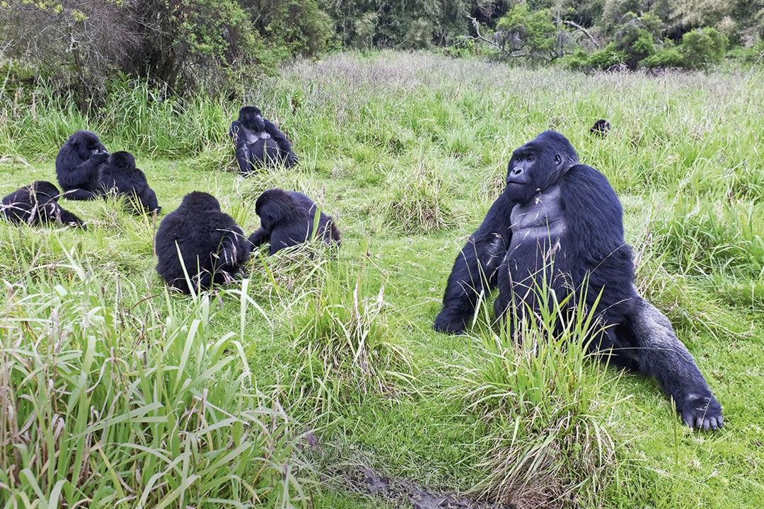 Rwanda Mountain Gorilla