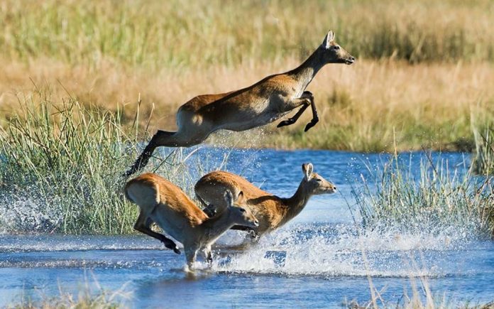 botswana-wildlife Botswana Wildlife