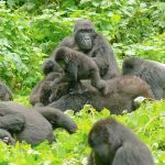 bwindi-gorillas