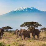 amboseli-elephants-kenya