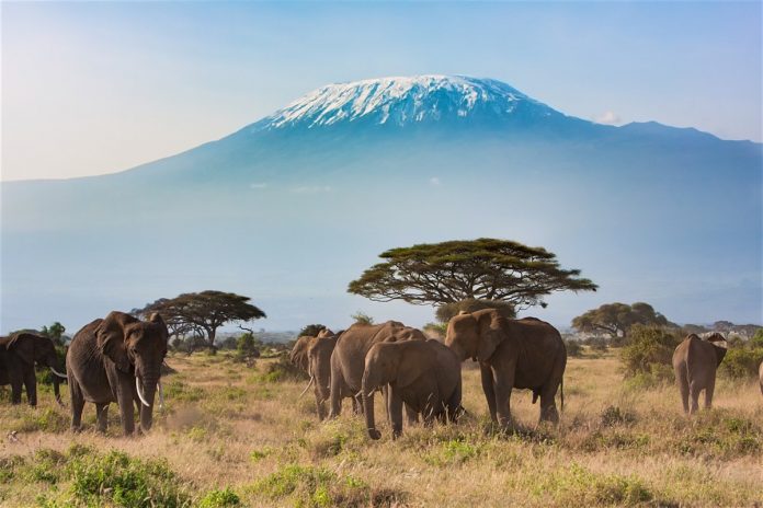 Amboseli Elephants