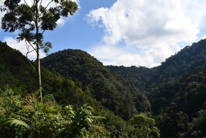 Bwindi Impenetrable Forest