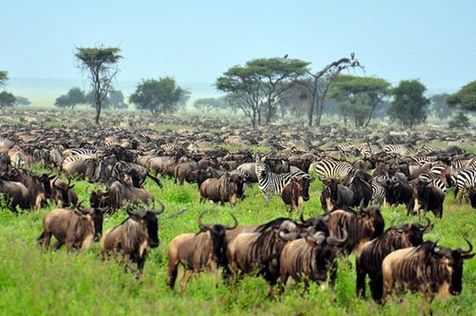 Serengeti National Park Safari