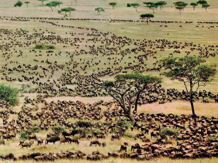 Serengeti Wildebeest Migration