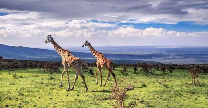 Ngorongoro Wildlife