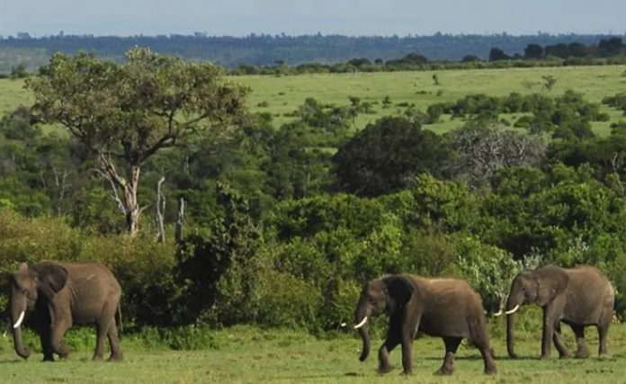 Uganda Elephants