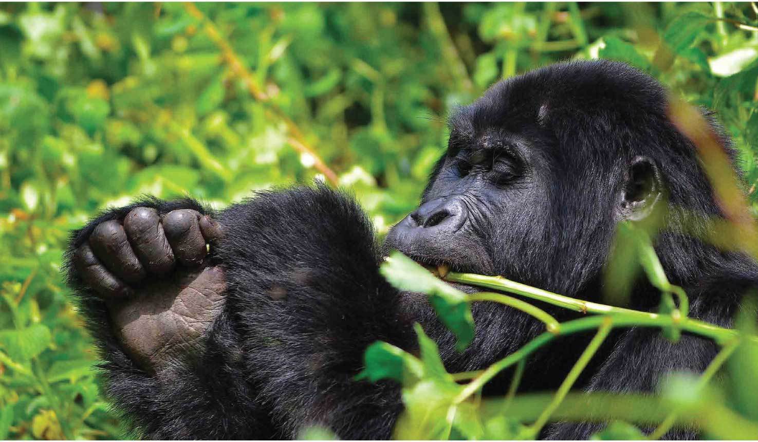 Uganda Primate