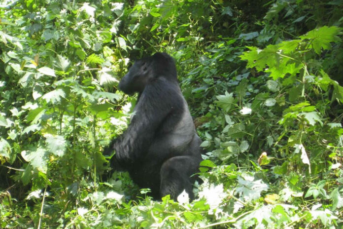Mountain Gorilla in Uganda