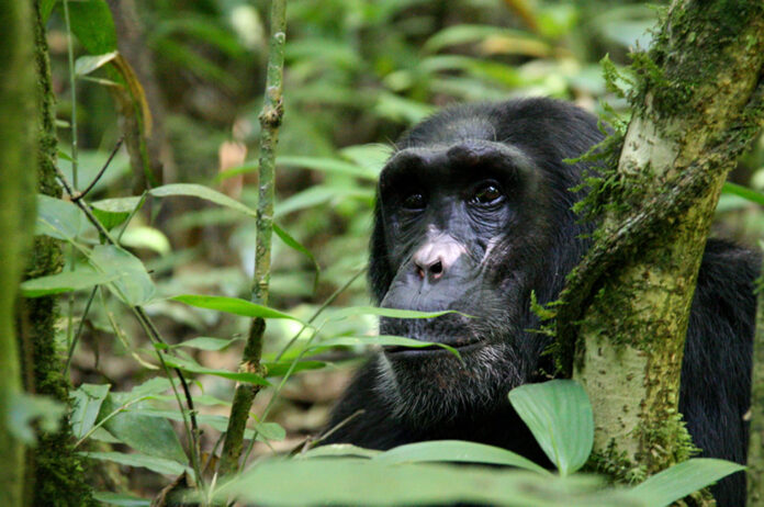 Kibale Chimpanzee