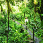 bwindi nature walk