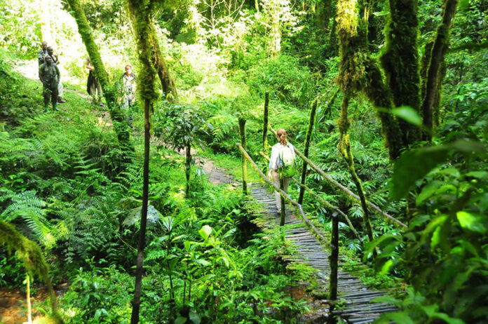 bwindi nature walk