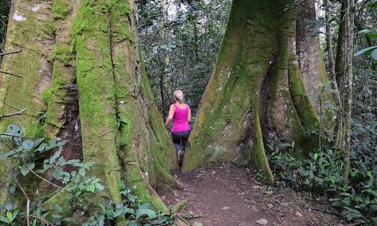 kibale forest nature walk