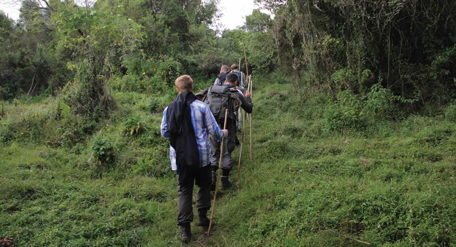 mgahinga forest walk