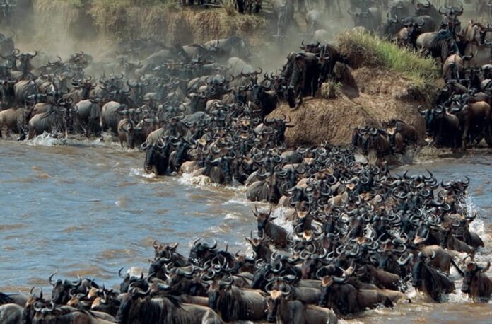 Wildebeest Migration